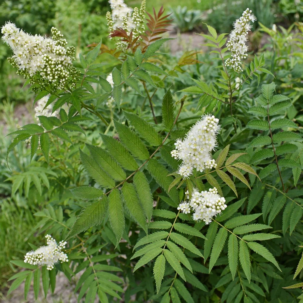 Ural False Spirea