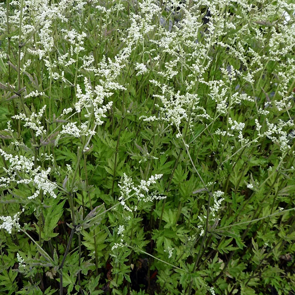 White Mugwort