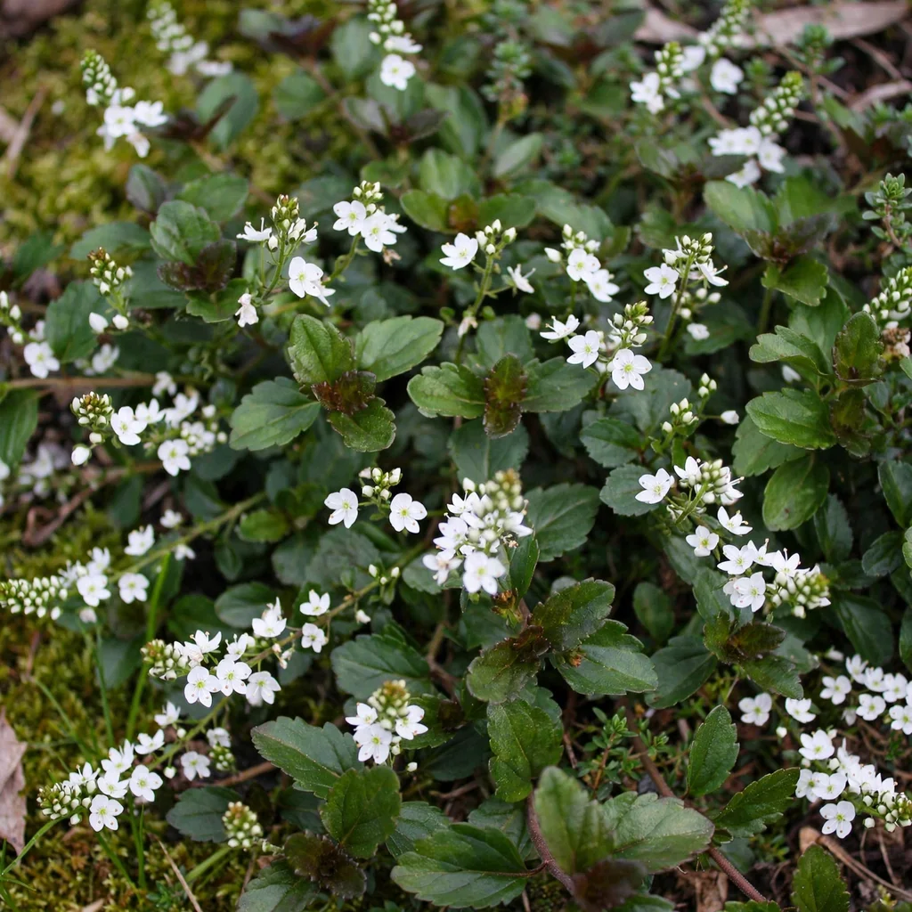 Whitewater Veronica