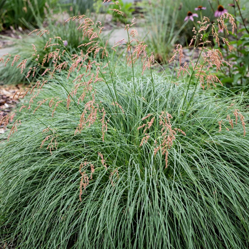 Prairie Dropseed