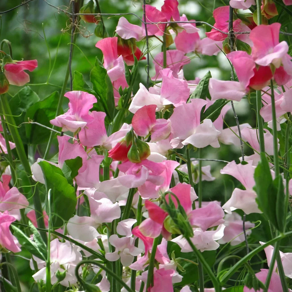 Nuance Sweet Pea