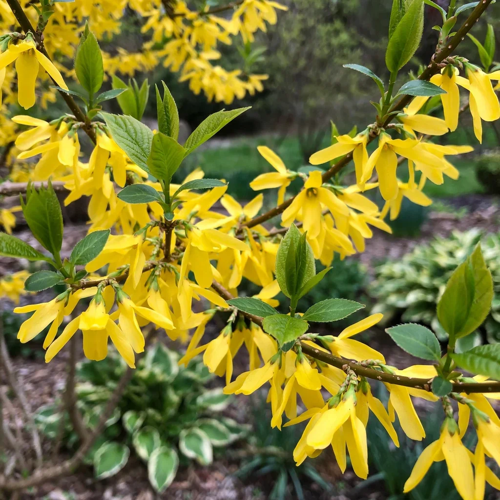 Lynwood Gold Forsythia