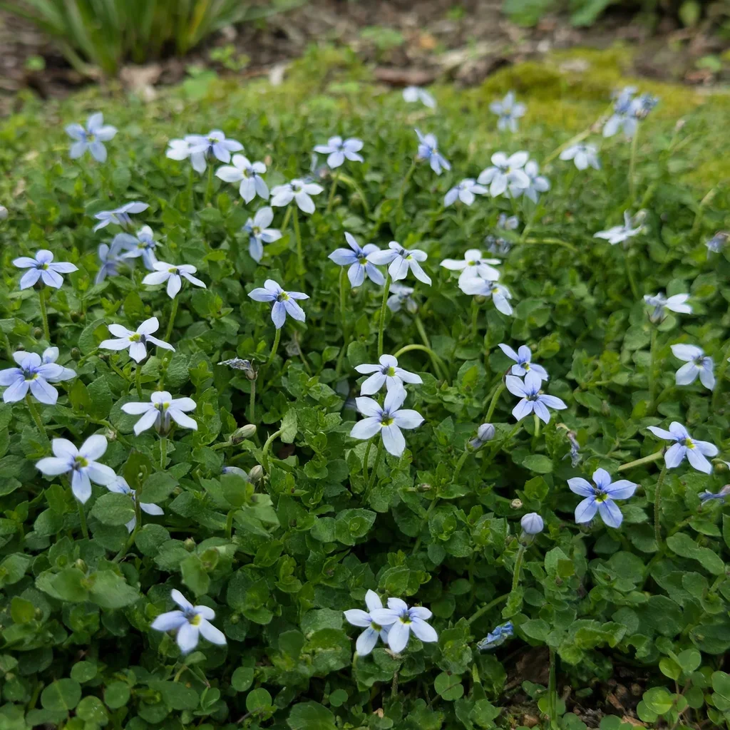 Blue Star Creeper