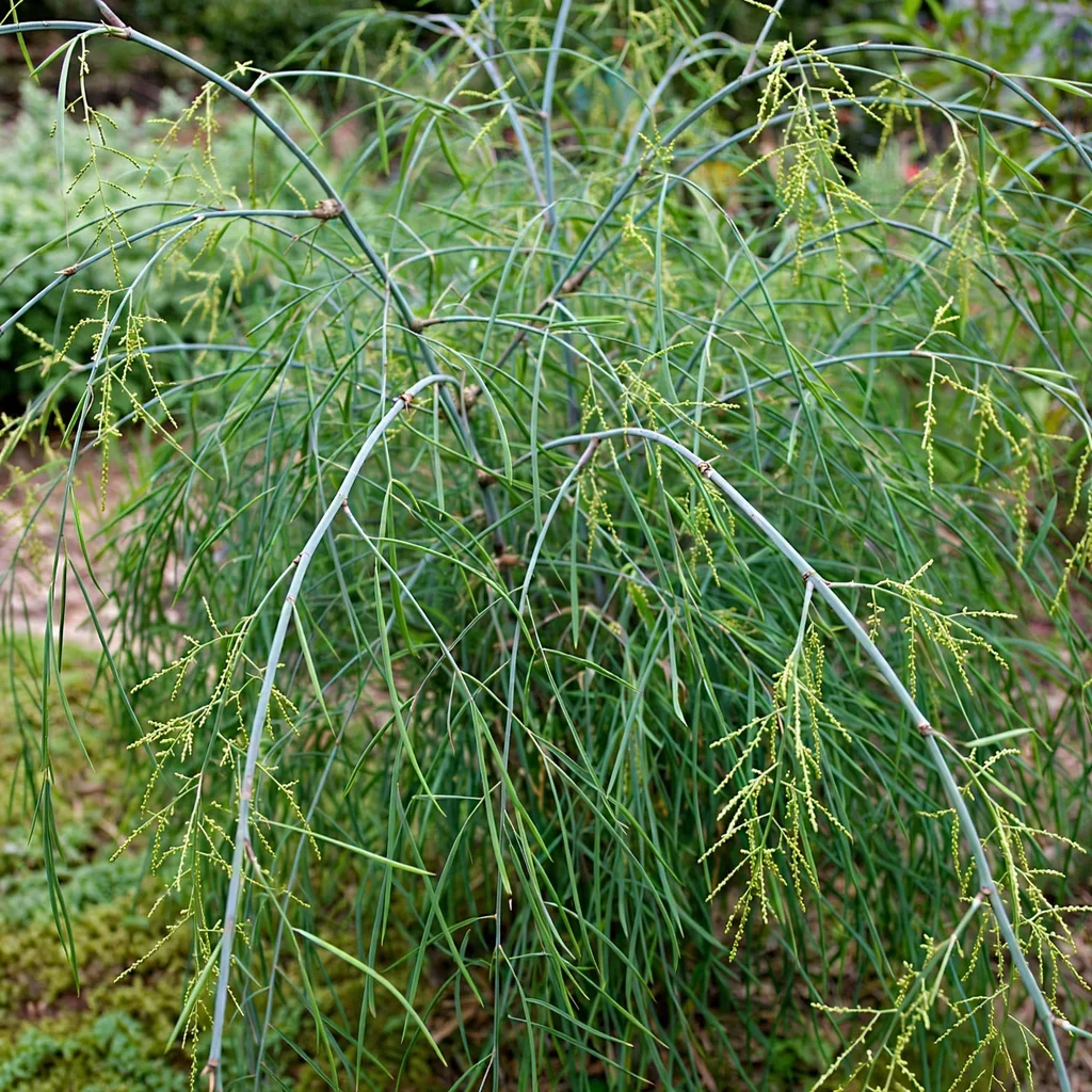Angustissima Bamboo