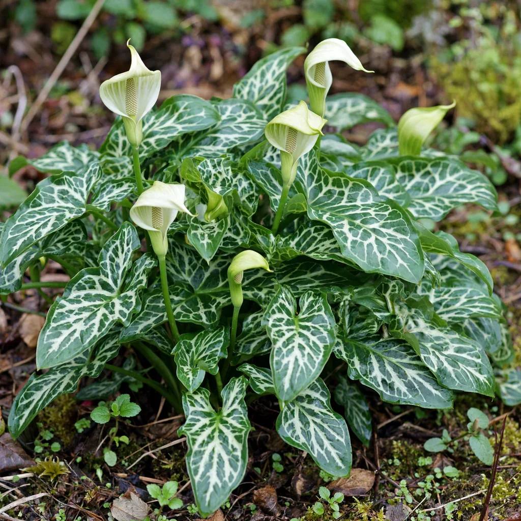 Italian Arum White Winter Arum