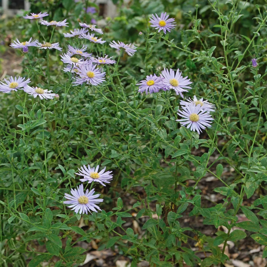 Monch Frikart's Aster
