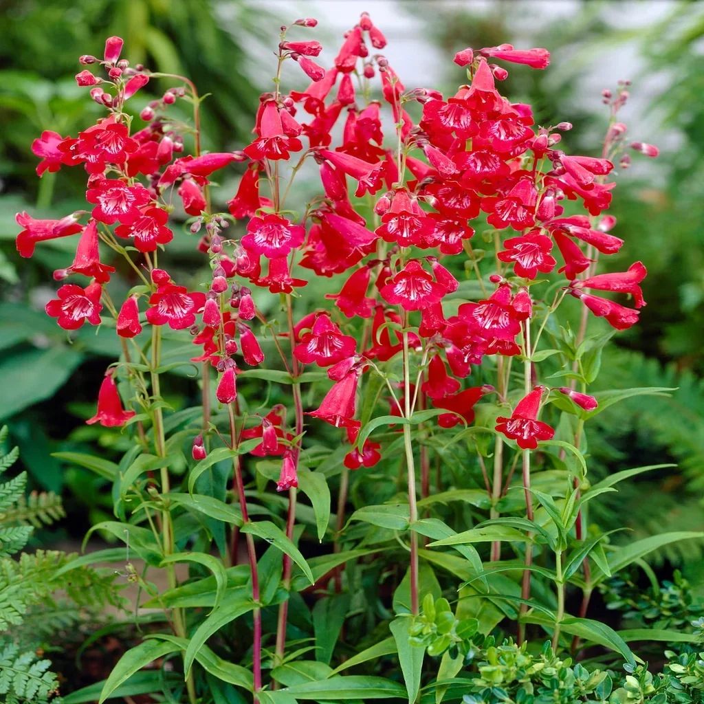 Red Foxglove Penstemon