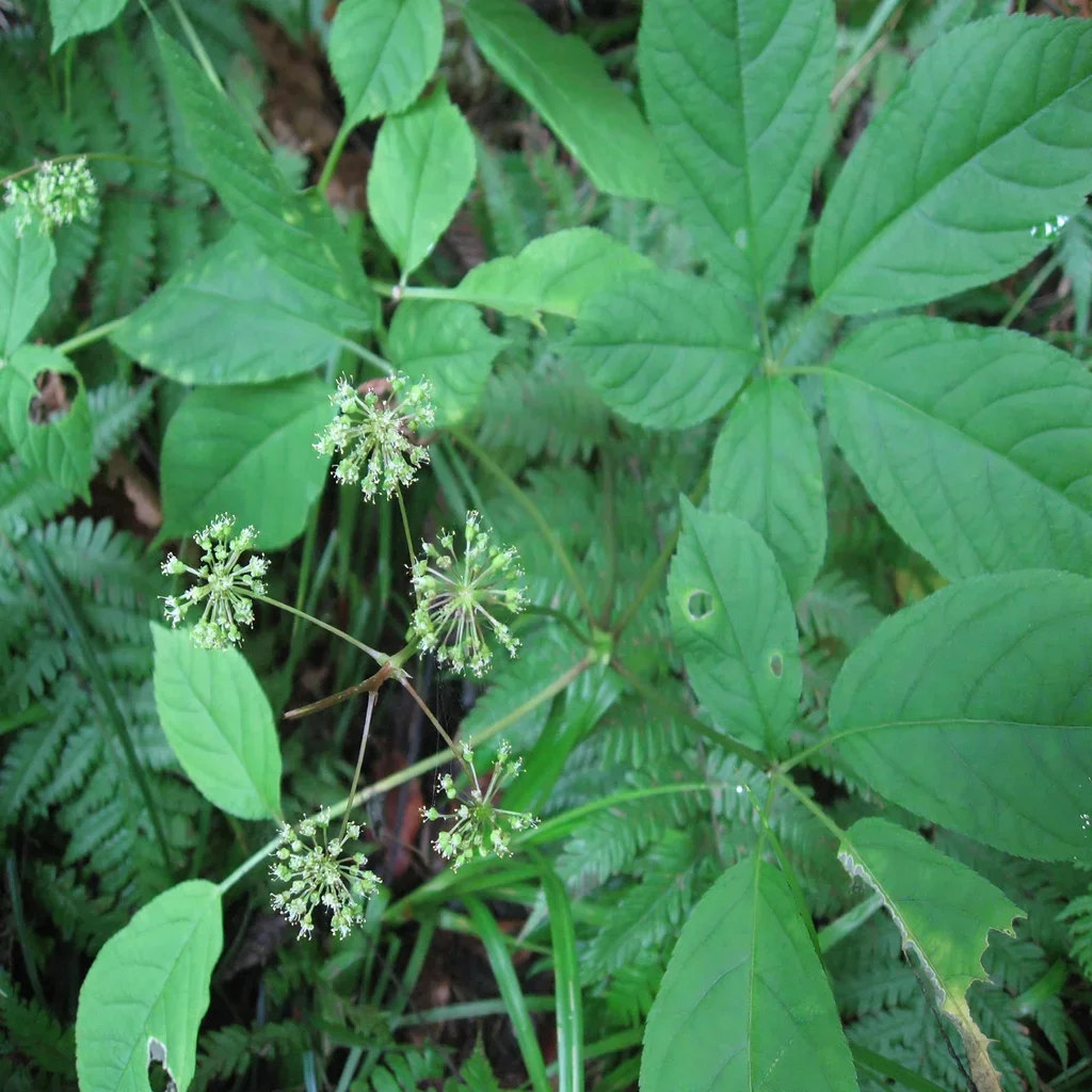 Japanese Ginseng