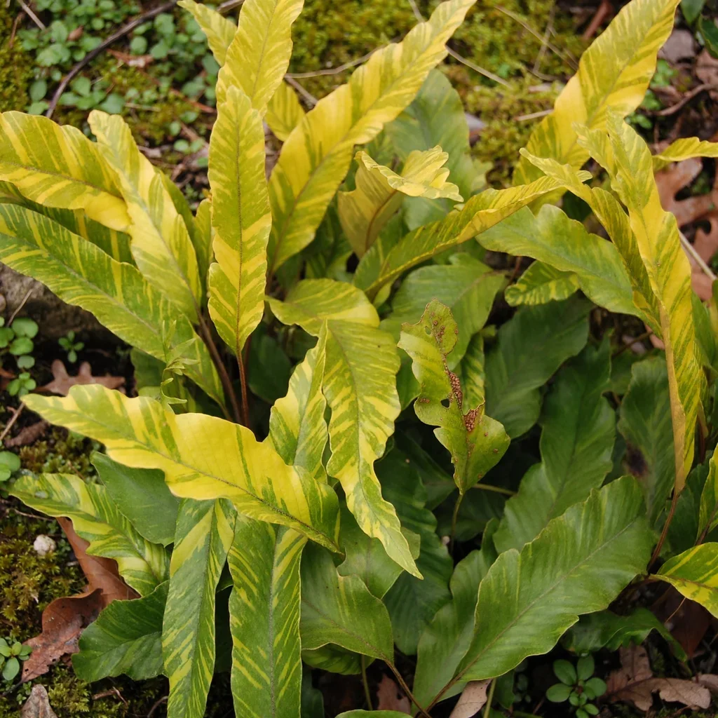 Variegated Tongue Fern