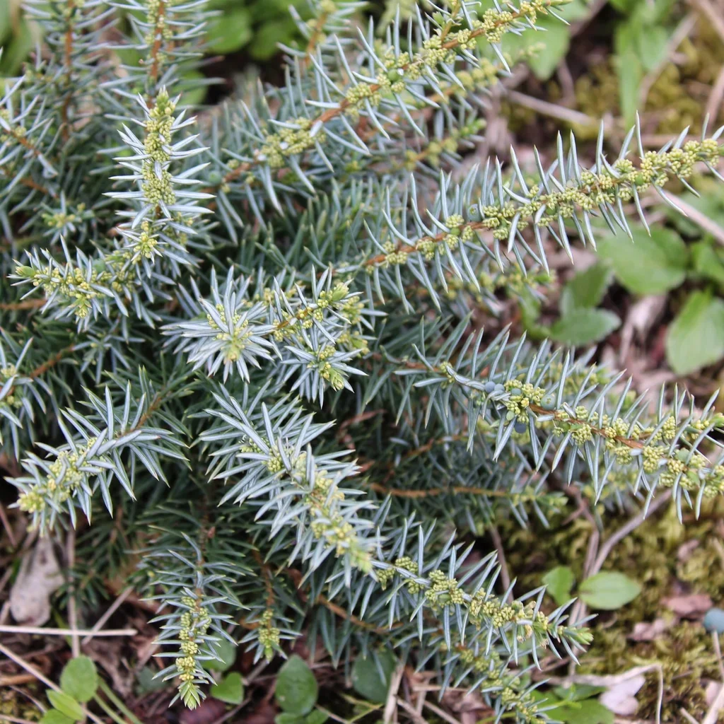Berkshire Juniper
