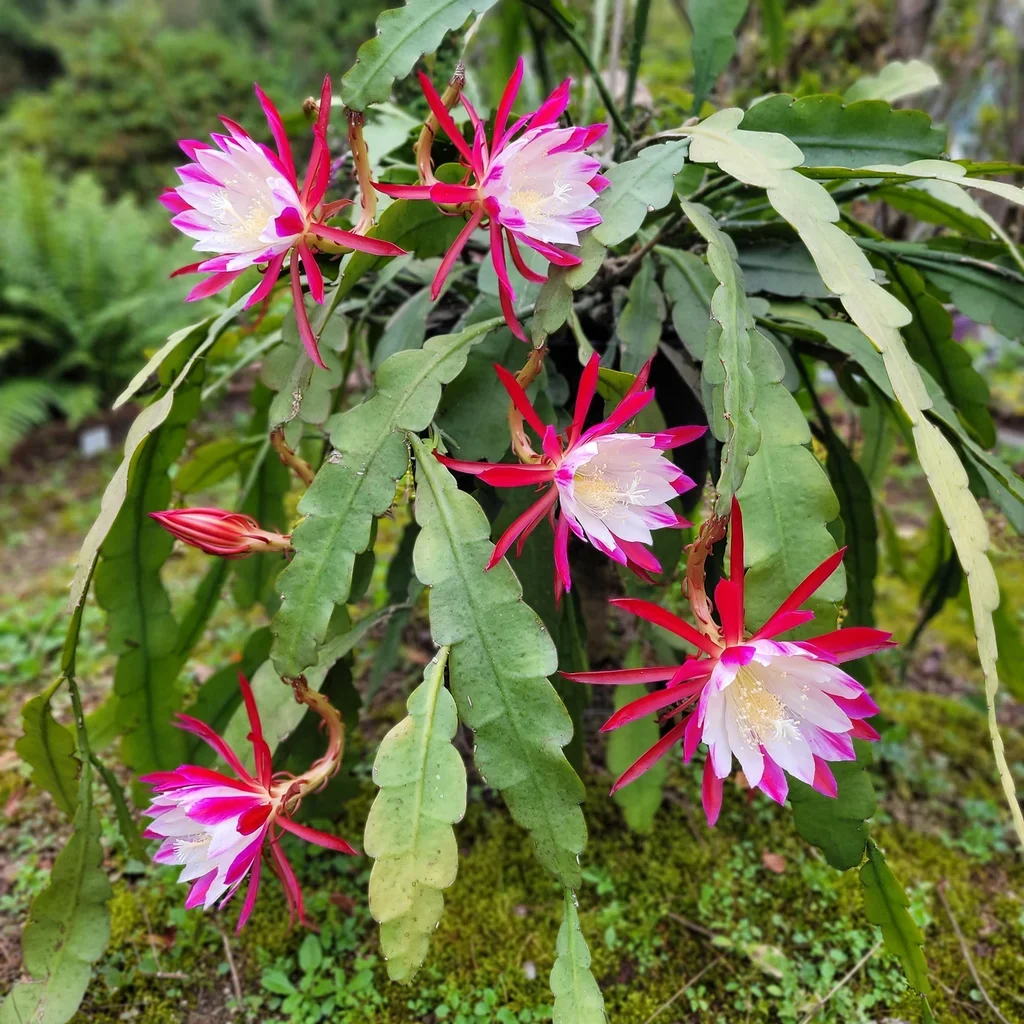 'Clown' Orchid Cactus