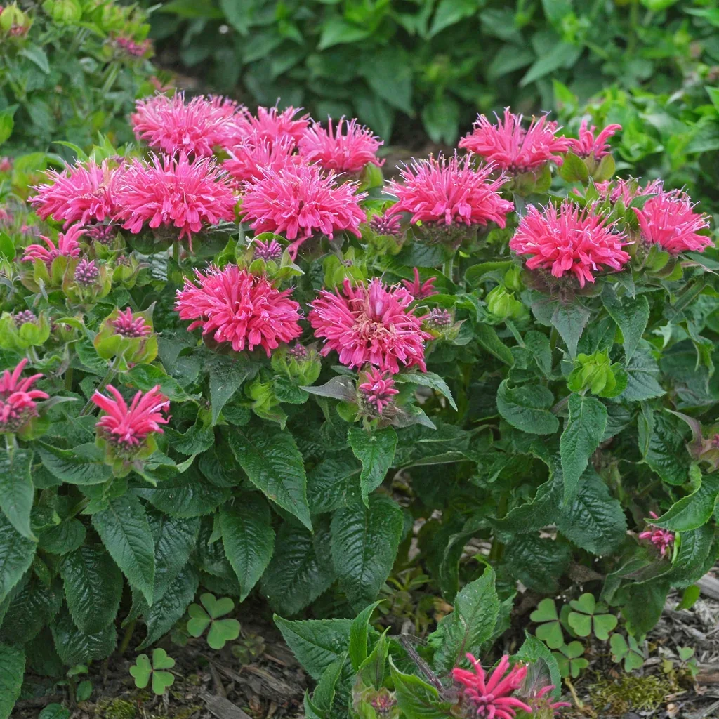 Pardon My Cerise Bee Balm