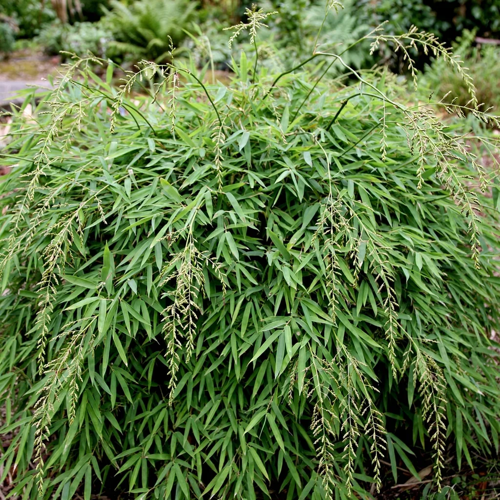 Umbrella Bamboo