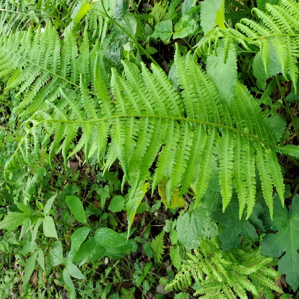 Tapering Glade Fern
