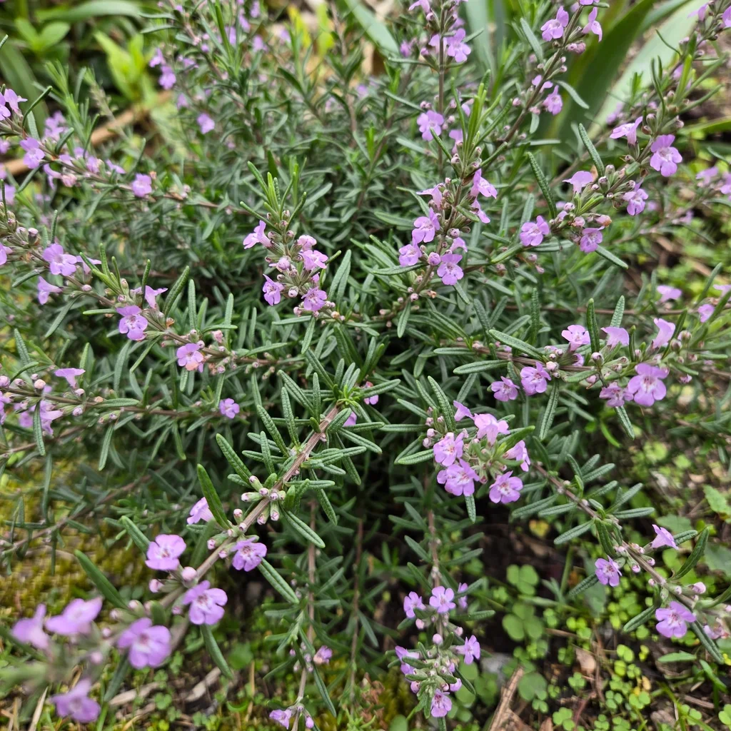 Rocky Top false rosemary