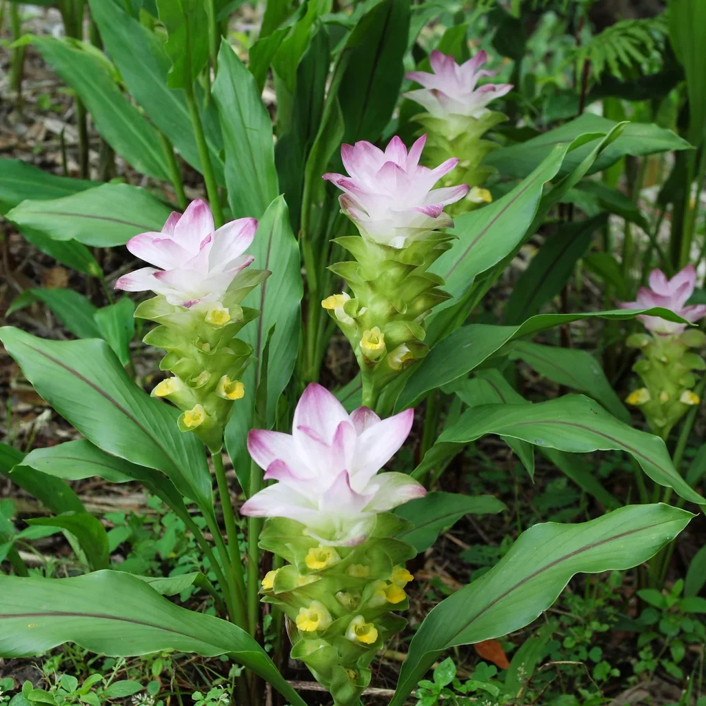 Ornate Turmeric