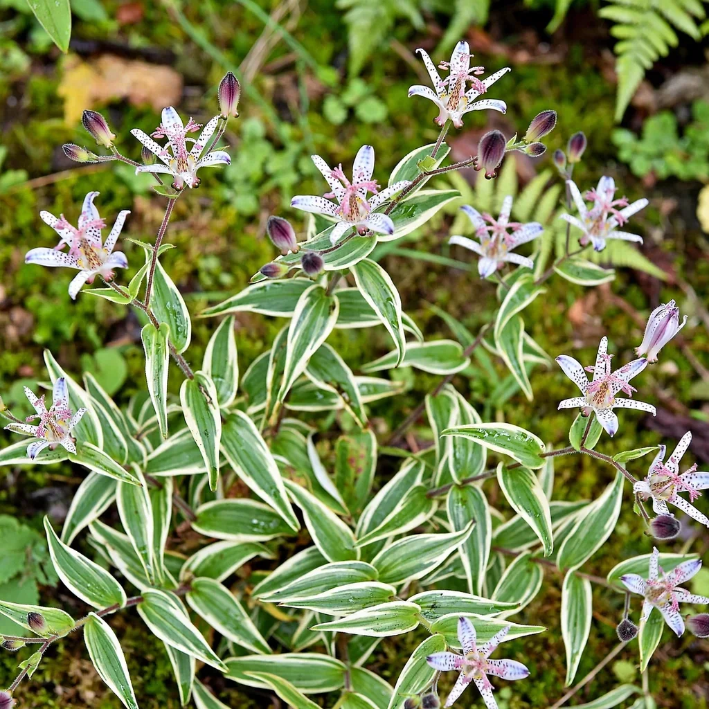Ohsumi toad lily Nakatsugawa