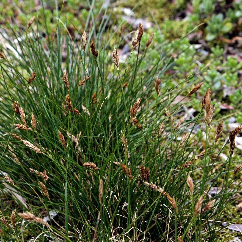 California Meadow Sedge