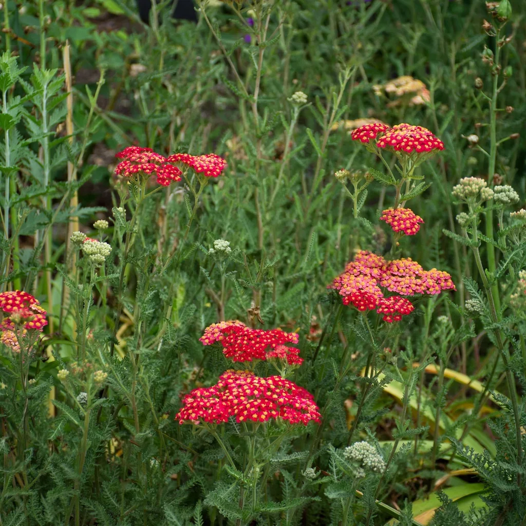 Paprika Yarrow