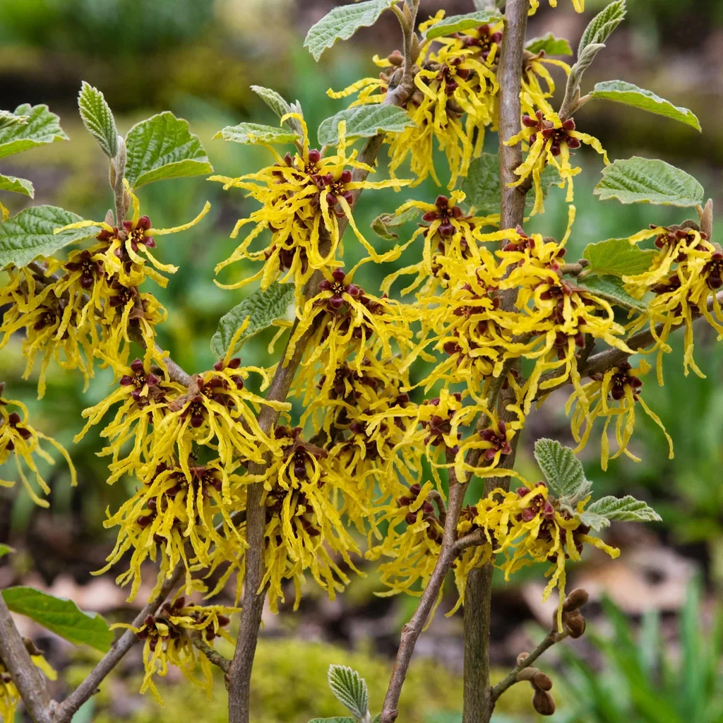 Arnold Promise Witch Hazel