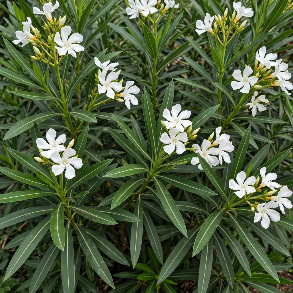 Nerium Oleander Hardy White