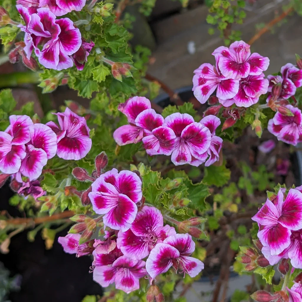 Veronica Contreras Geranium