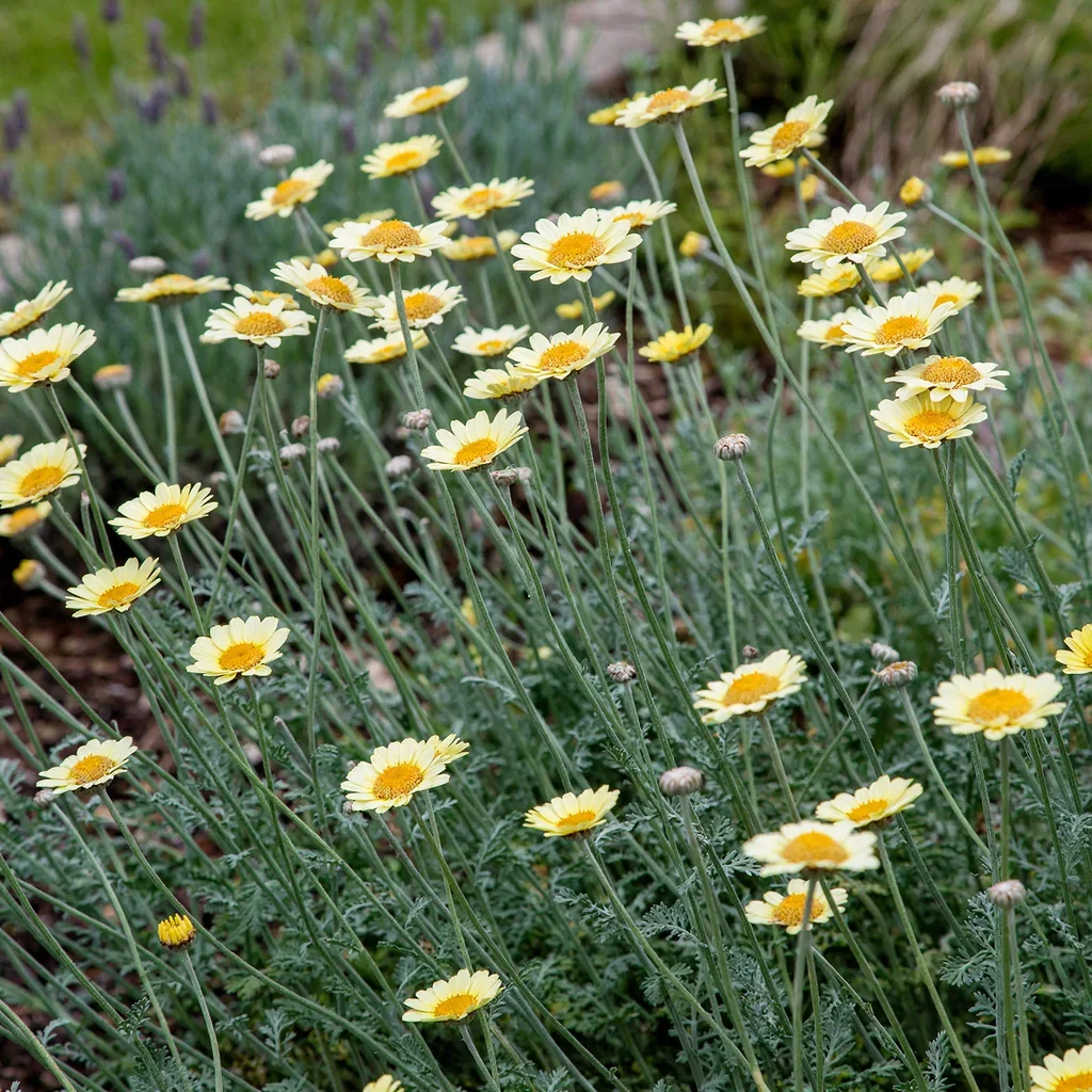 Dyer's Chamomile 'Sauce Hollandaise'