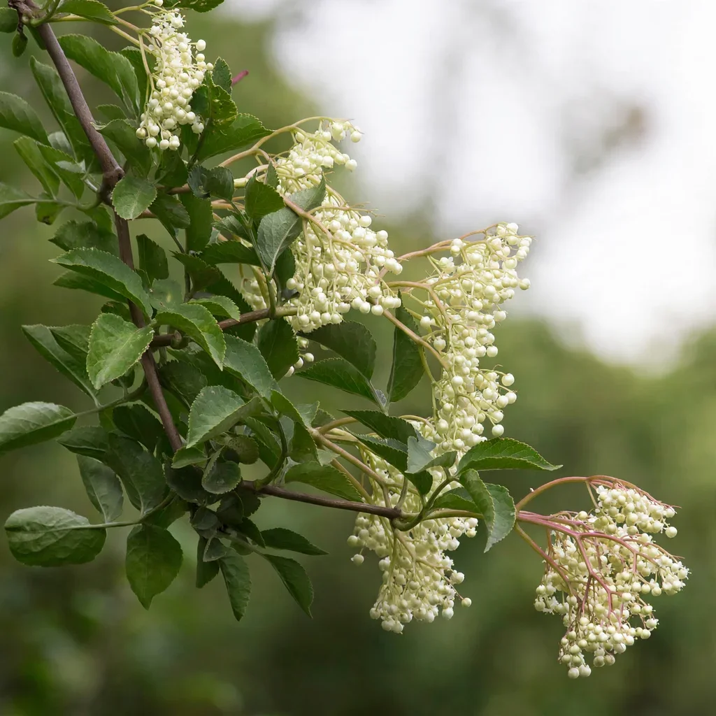 Korsor Black Elderberry