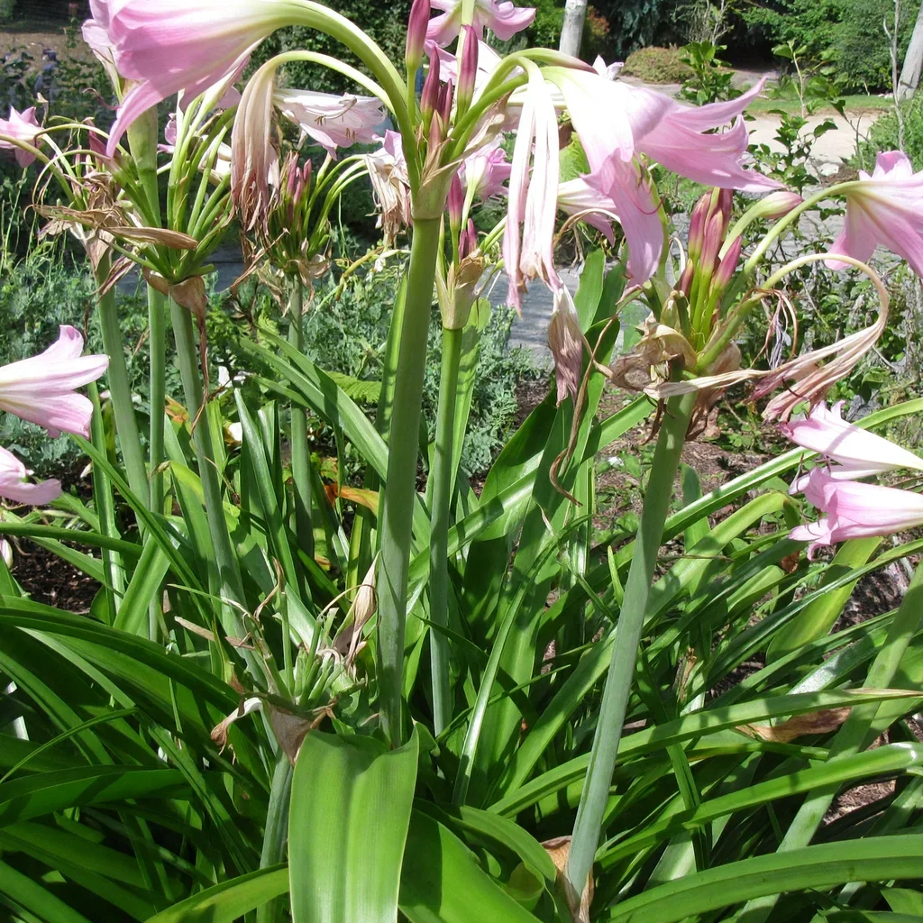 Crinum x powellii Cecil Houdyshel