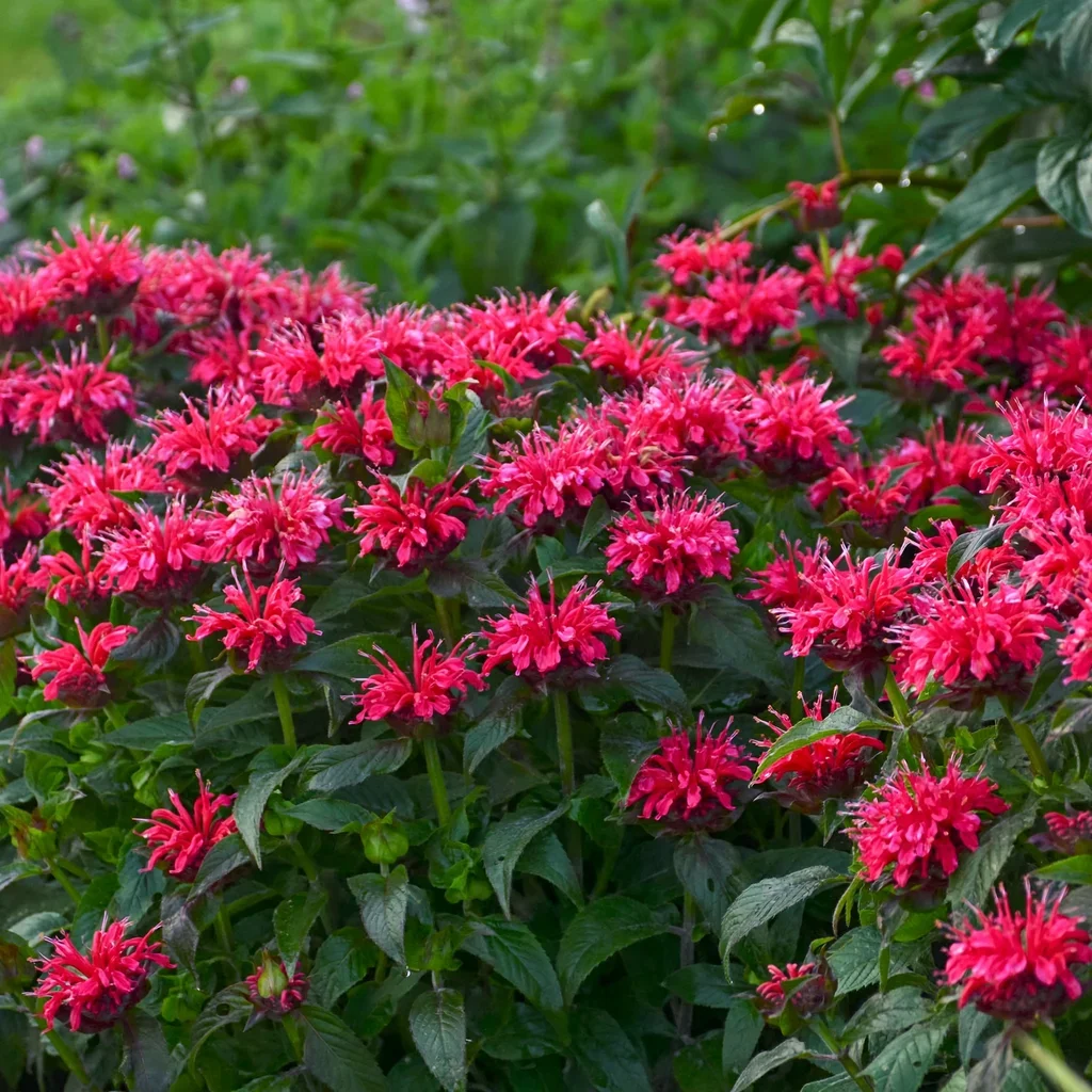 Beebalm Cherry Pops