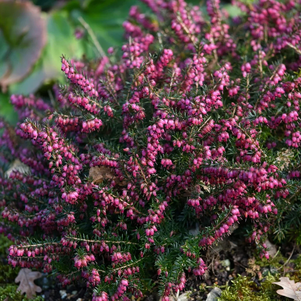 December Red Winter Heath