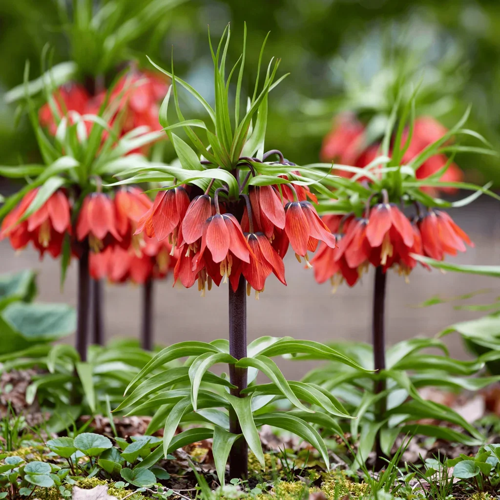 Rubra Maxima Crown Imperial