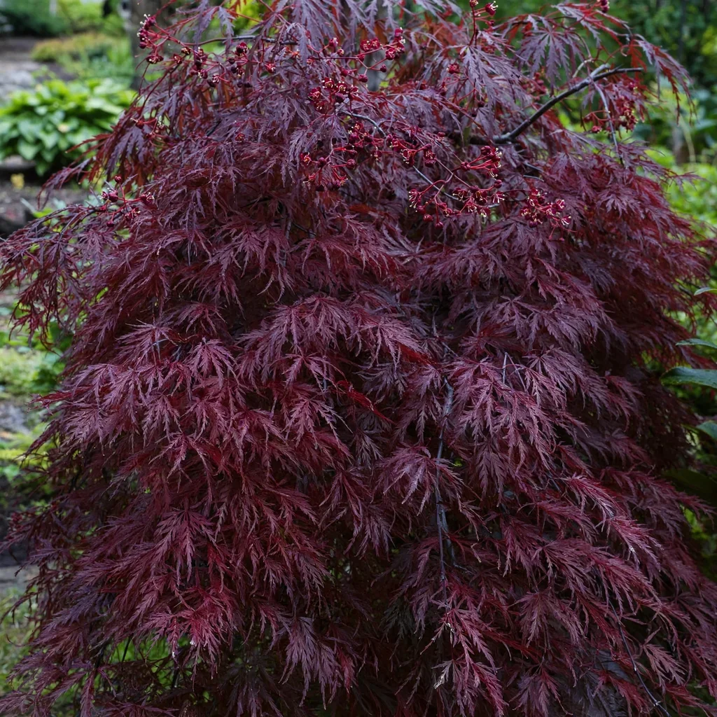 Garnet Japanese Maple