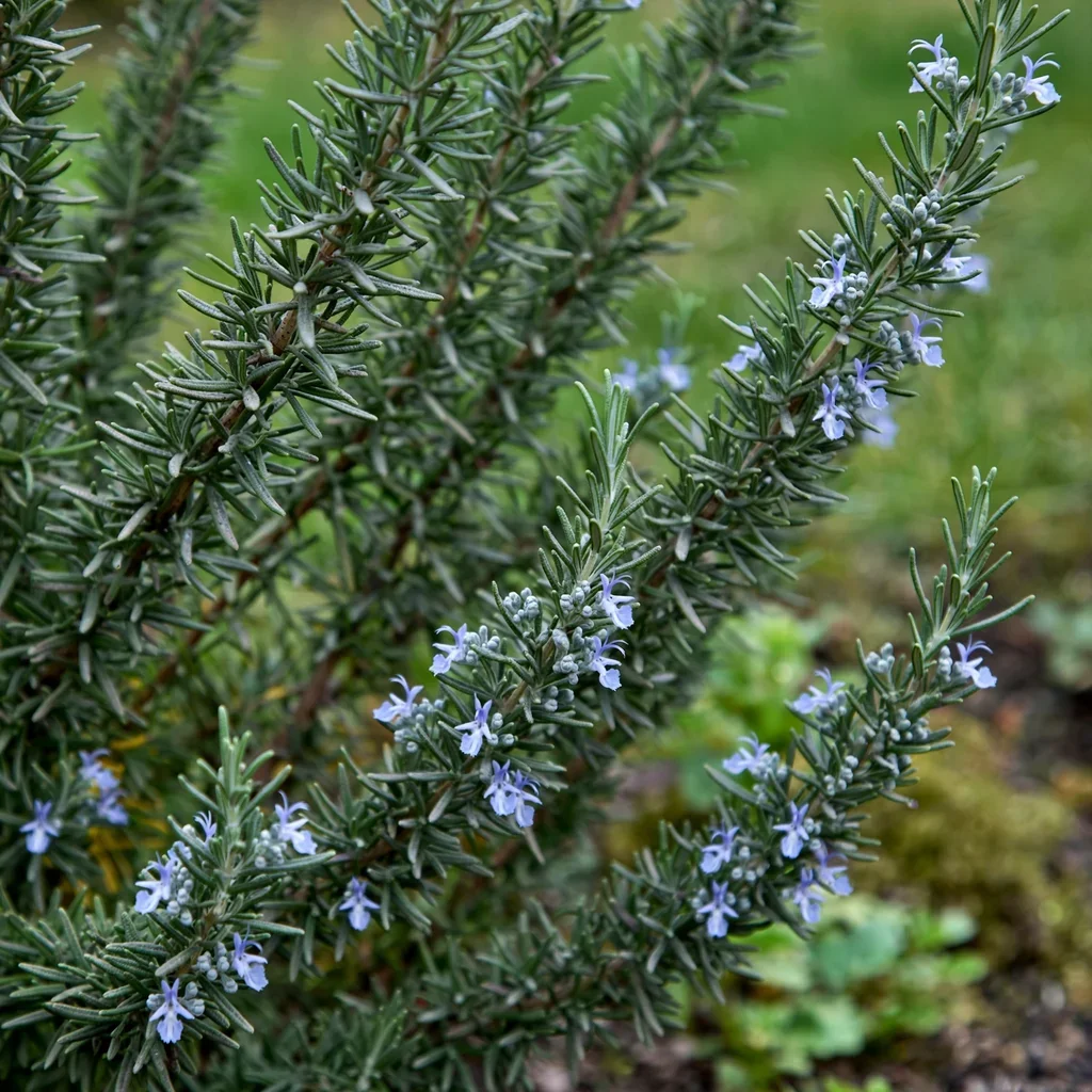 Rosemary Hill Hardy