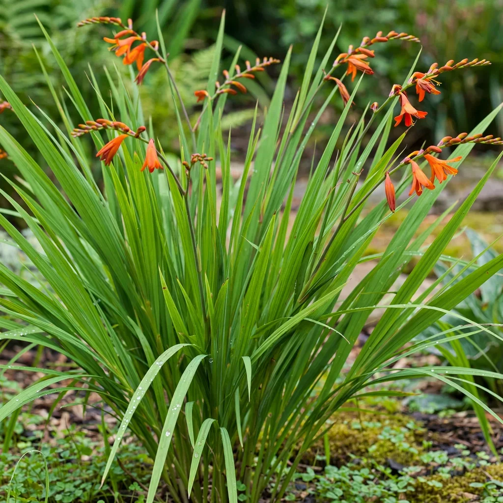 Montbretia