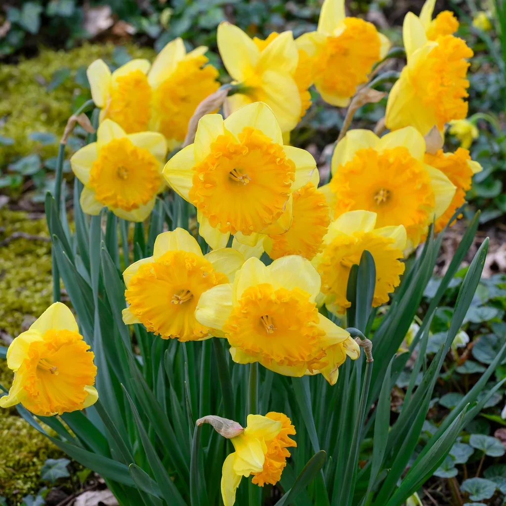 Daffodil Ferris Wheel