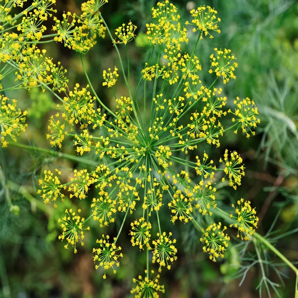 Fennel