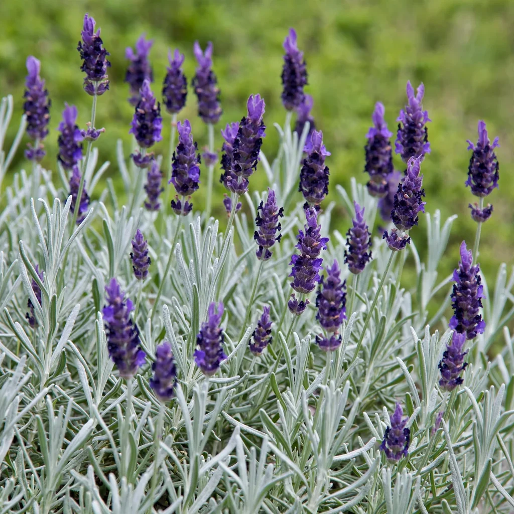 Hidcote Lavender