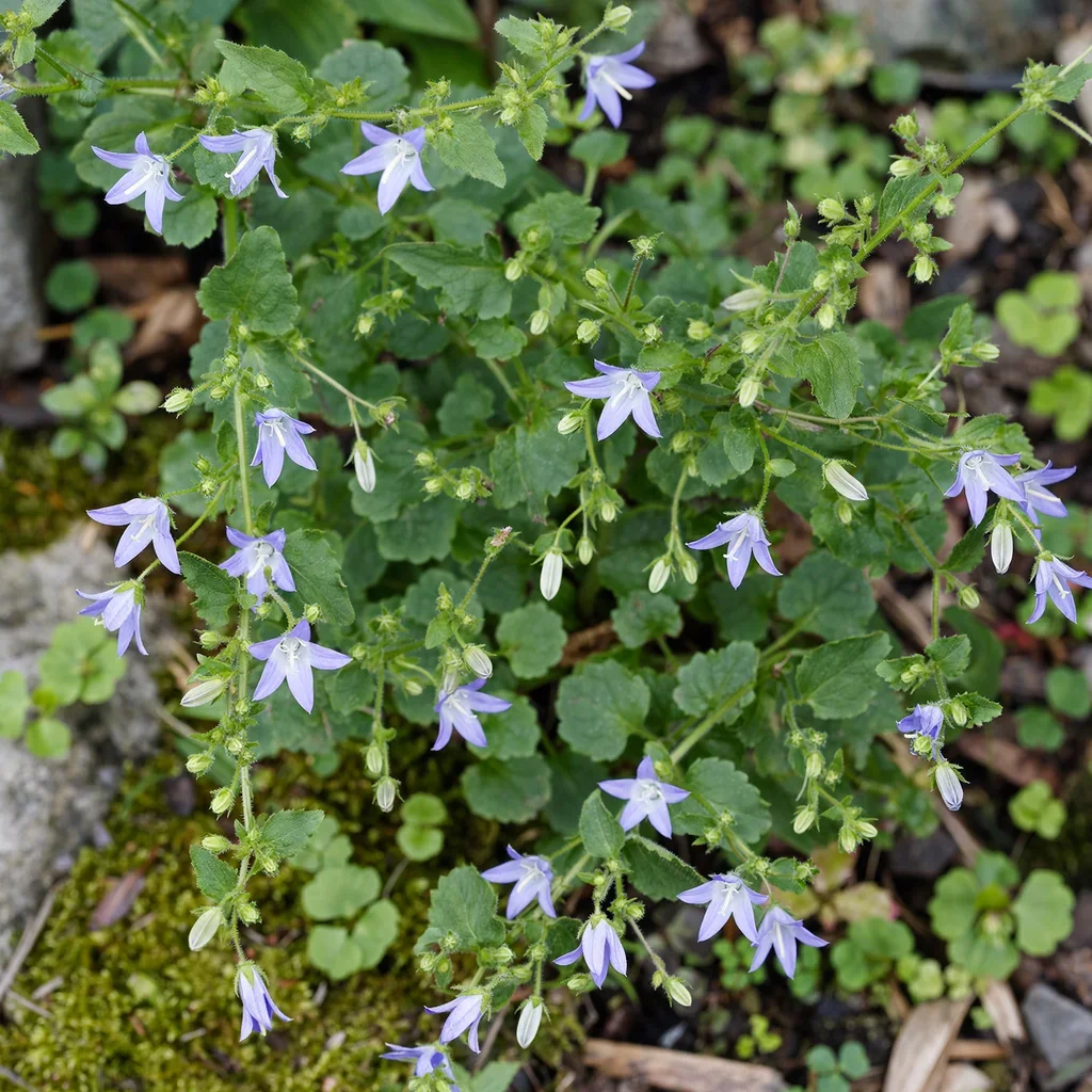 Serbian Bellflower