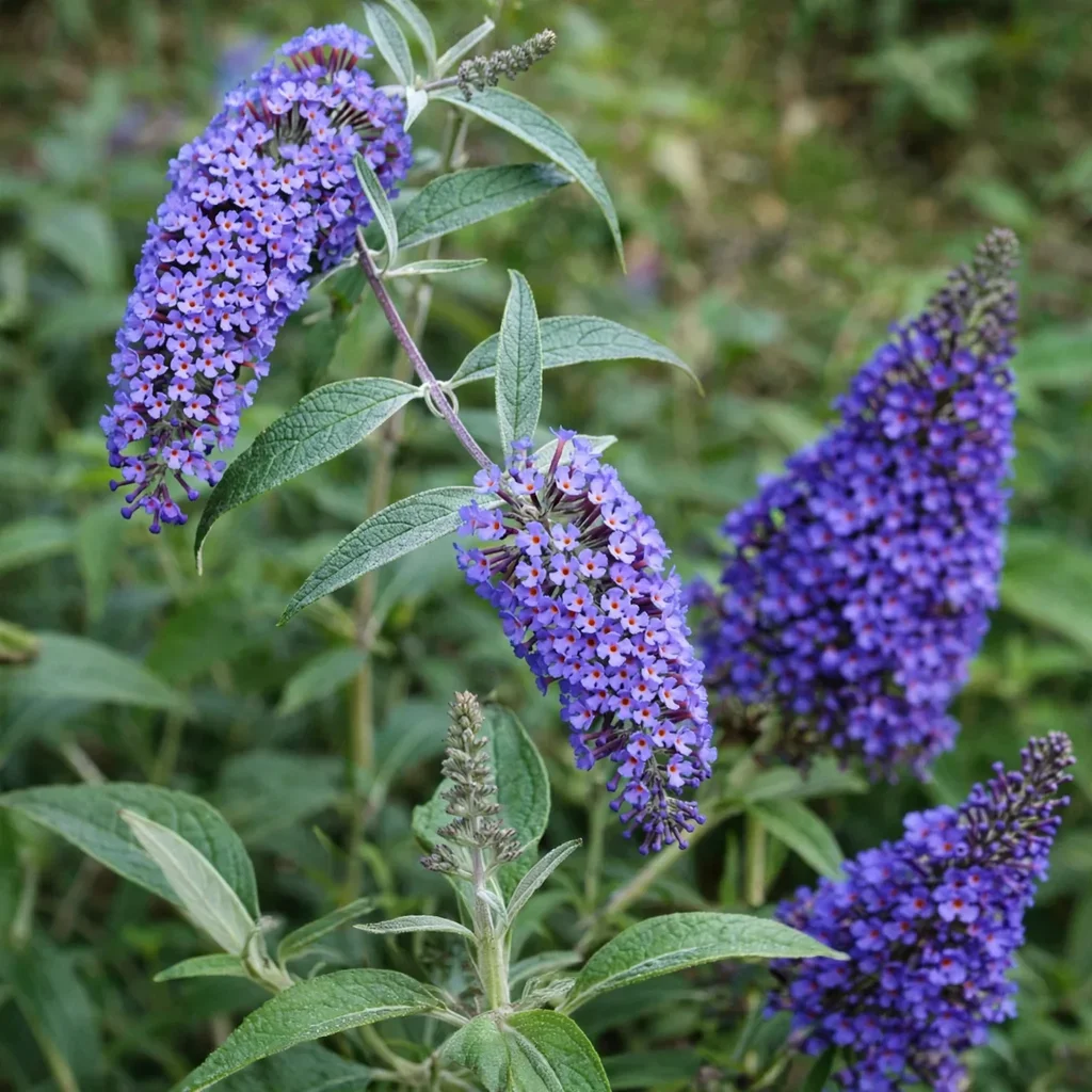 Ellen's Blue Butterfly Bush