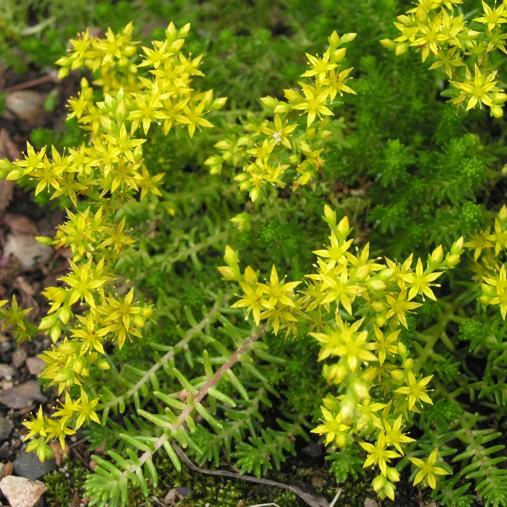 Goldmoss Stonecrop
