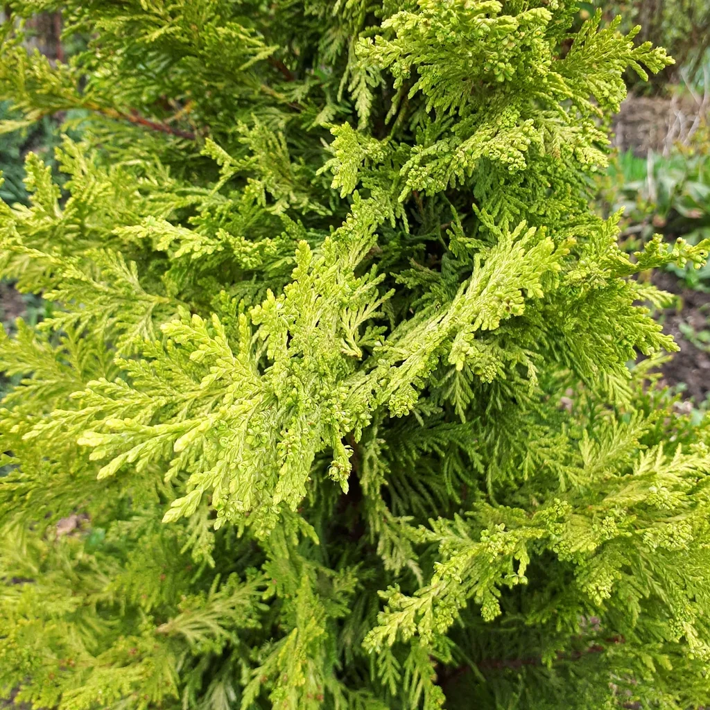 Eastern Arborvitae Western Arborvitae