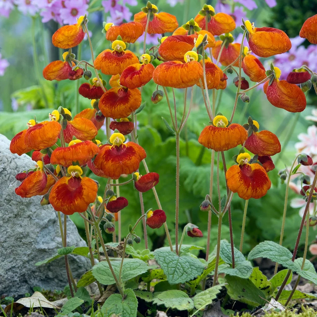 Slipper Flower