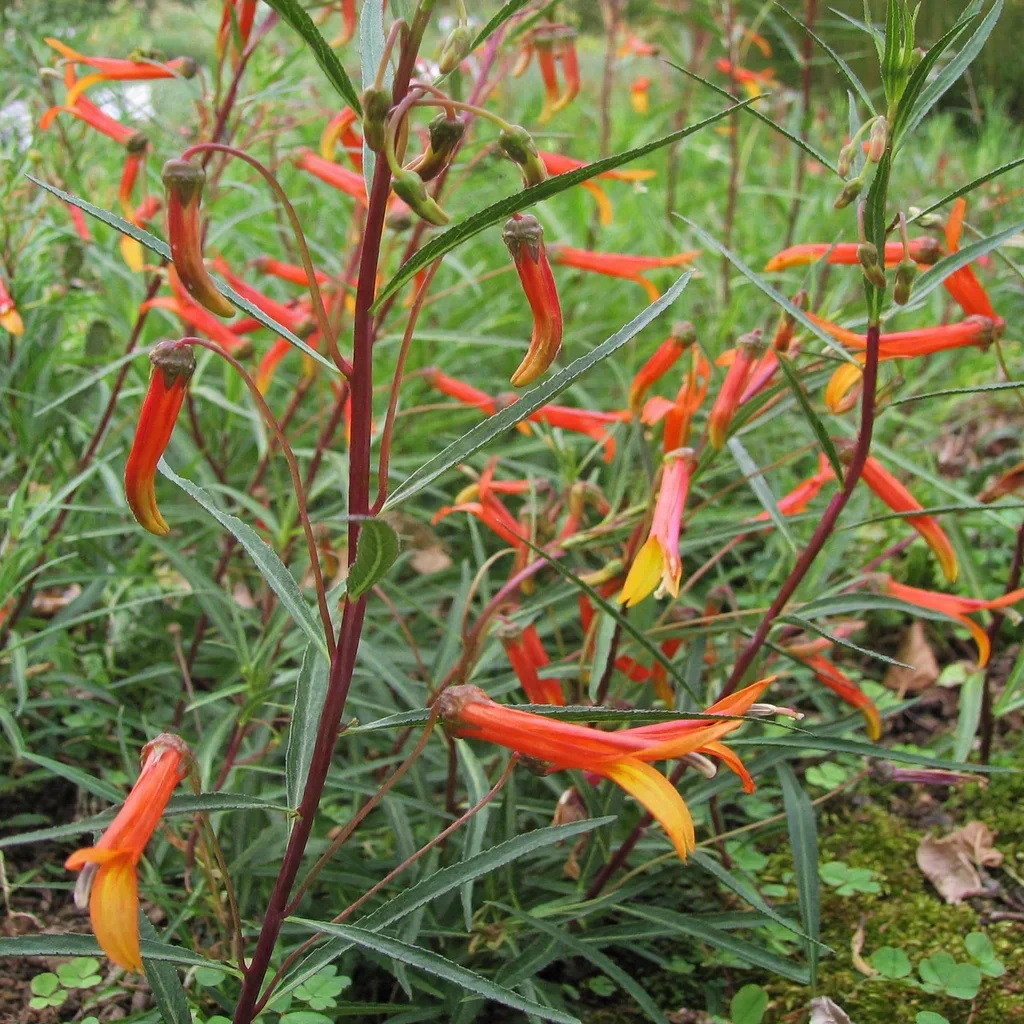 Candy Corn Lobelia