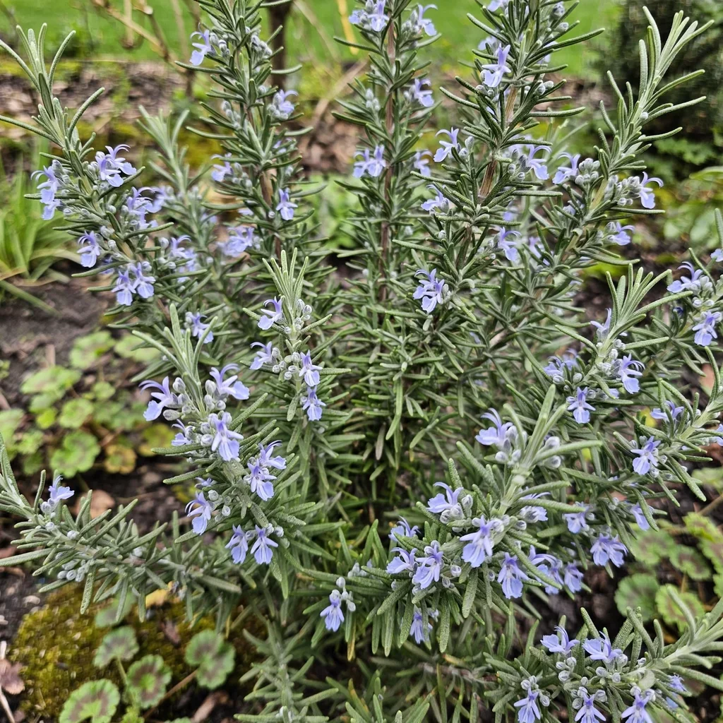 Common Rosemary