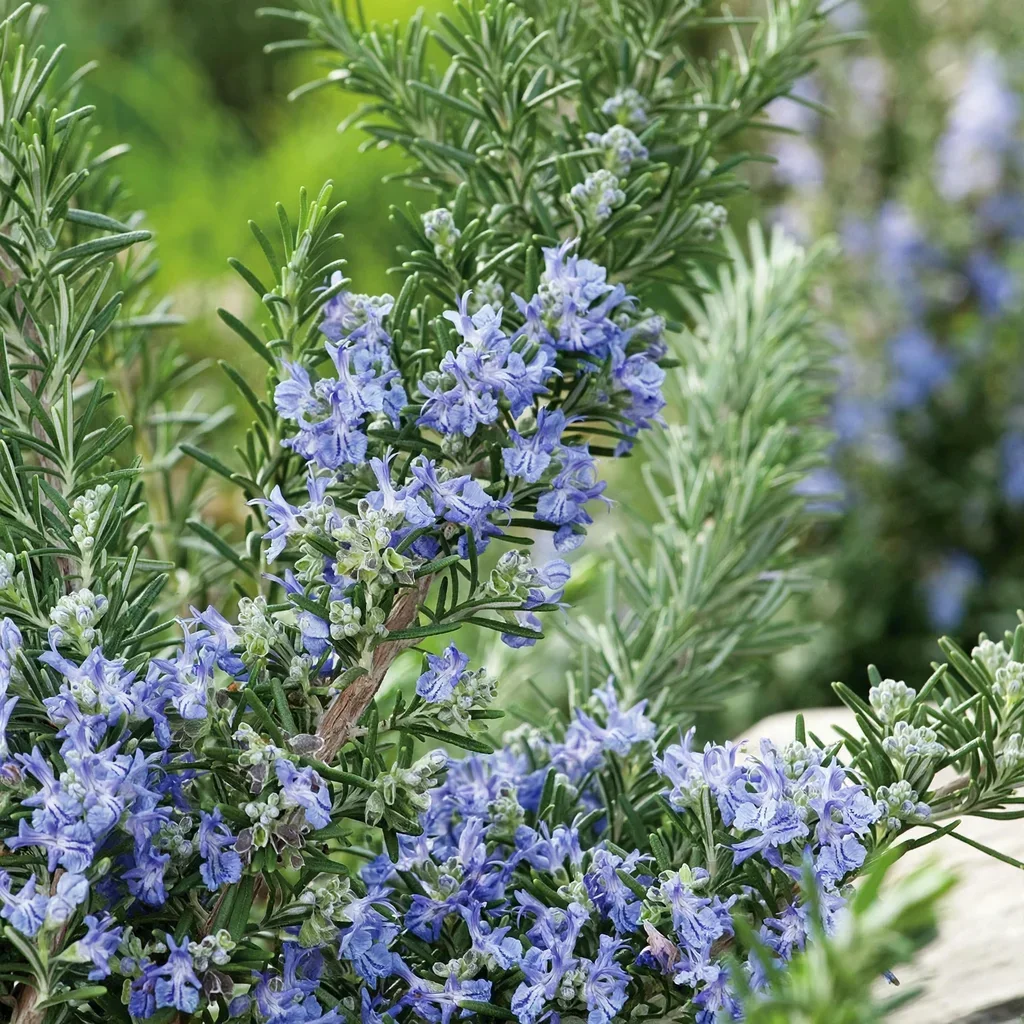 Rosemary Tuscan Blue