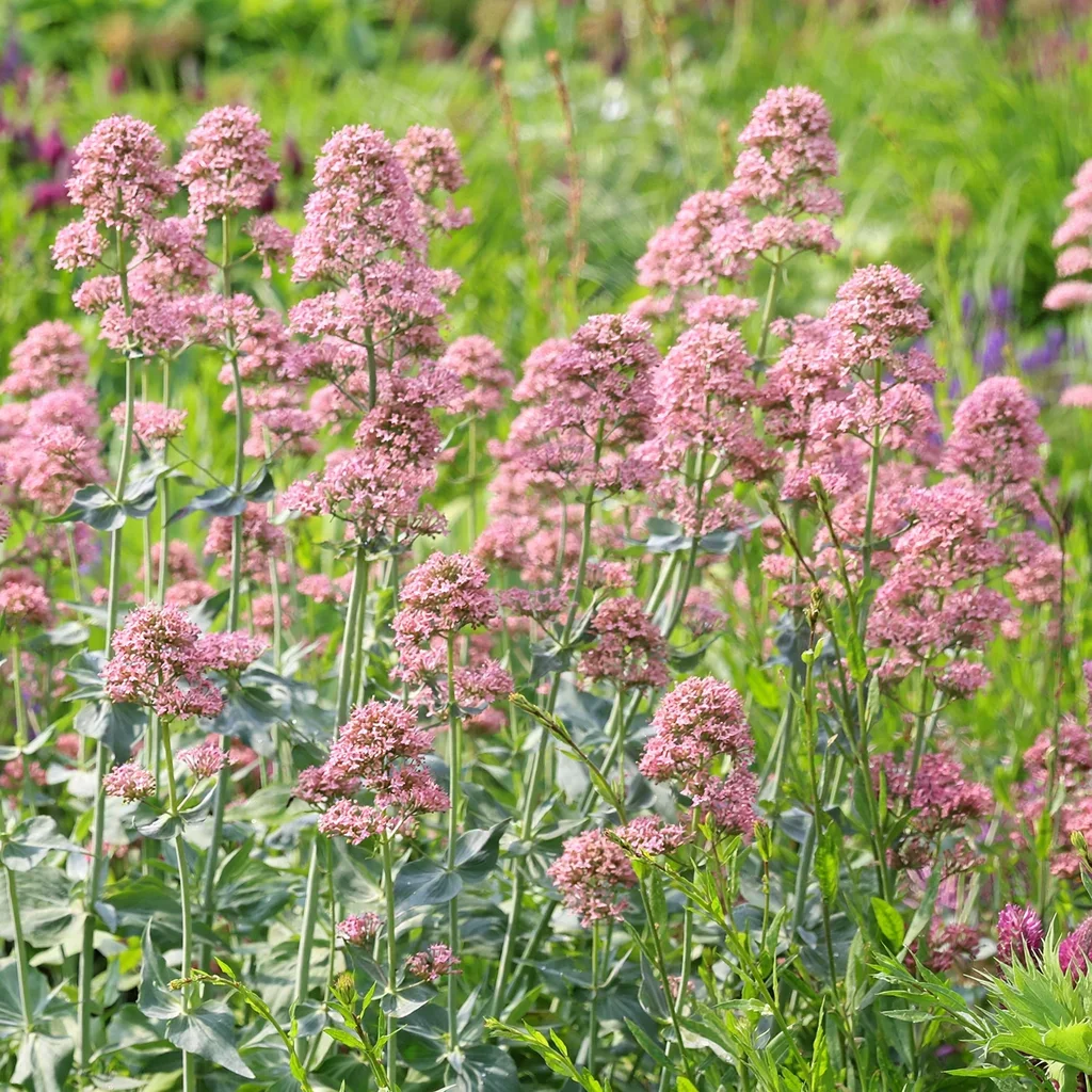 Red Valerian Pretty Betsy