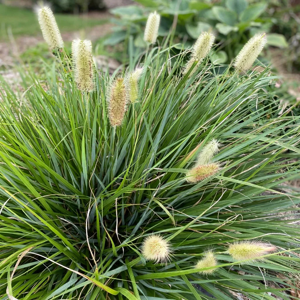 Fountain Grass