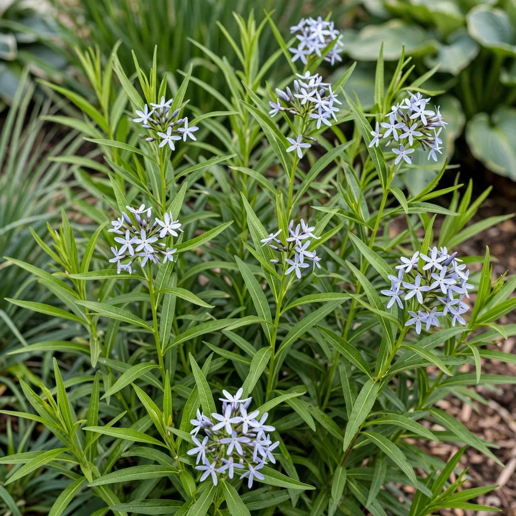 Bluestar