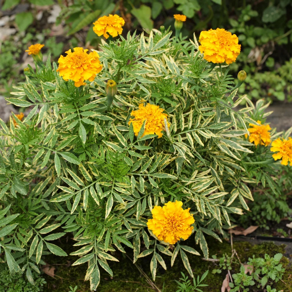 Dwarf African Marigold